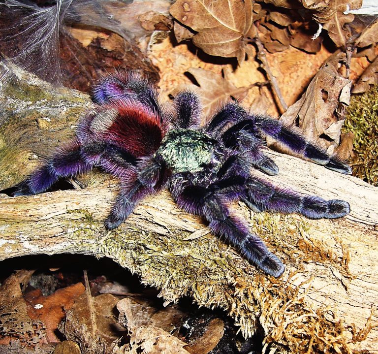 Caribena versicolor (Walckenaer, 1837)