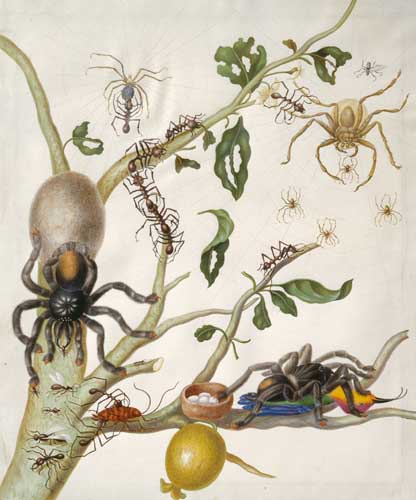 Avicularia (Lamarck, 1818)
